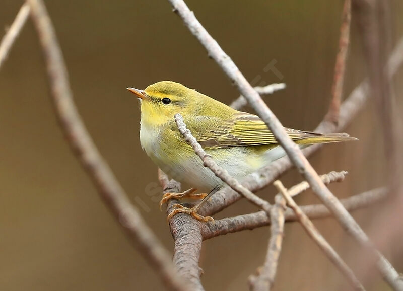 Wood Warbler, identification