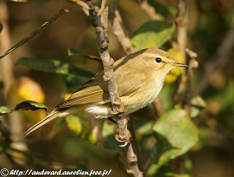 Common Chiffchaff