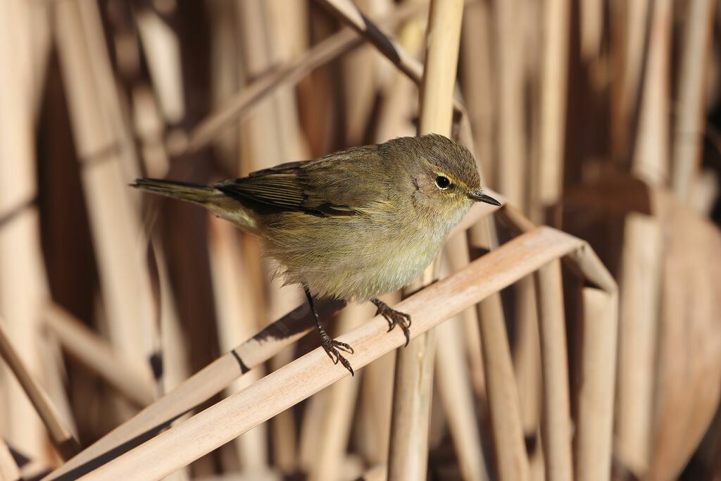 Pouillot véloce, identification
