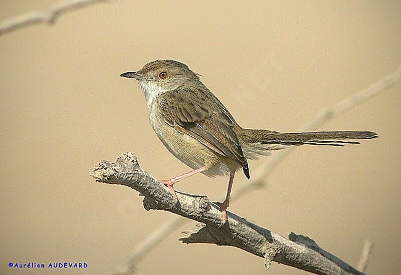 Prinia gracile