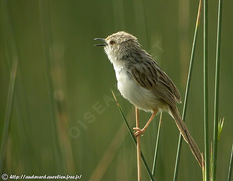 Graceful Prinia male adult breeding