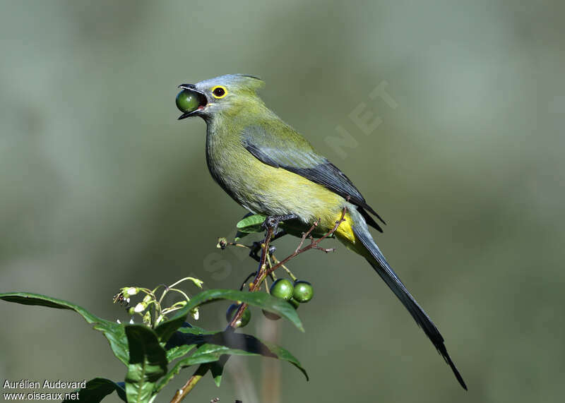 Long-tailed Silky-flycatcher female adult breeding, identification