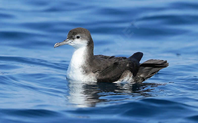 Persian Shearwater