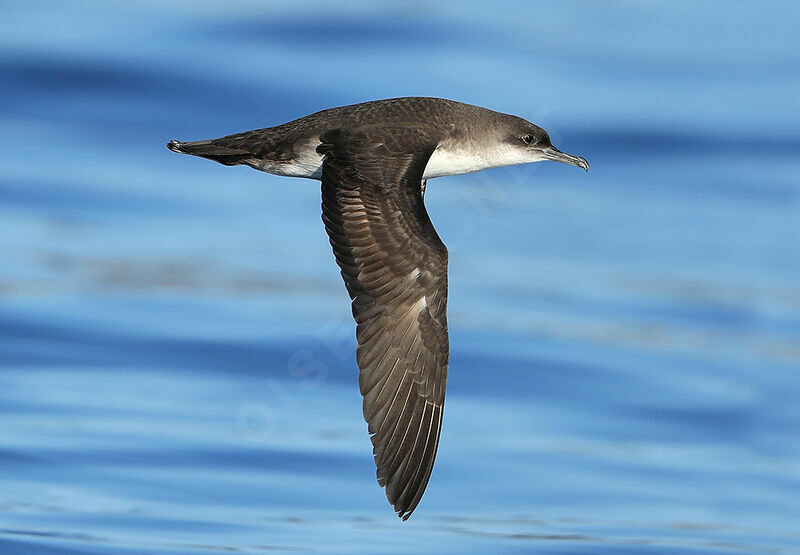 Yelkouan Shearwater