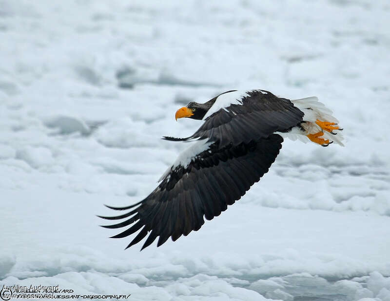 Steller's Sea Eagleadult, Flight