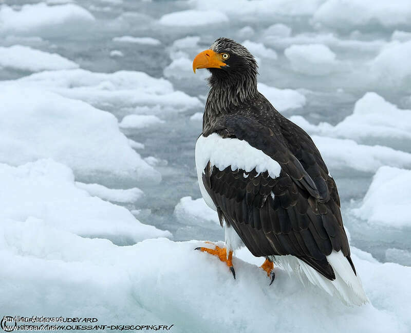 Steller's Sea Eagleadult, identification