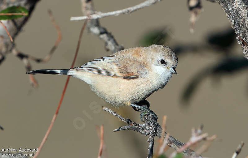 White-crowned Penduline Tit