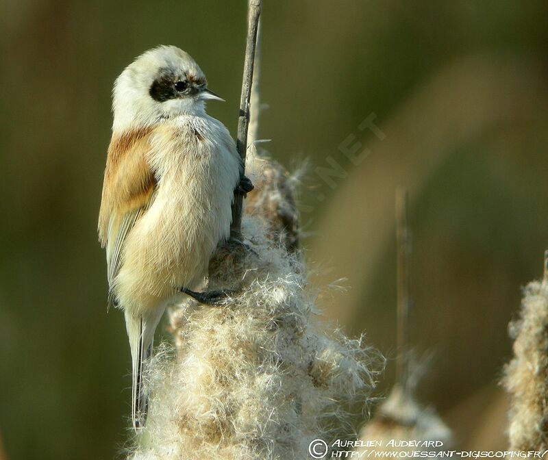 Rémiz penduline