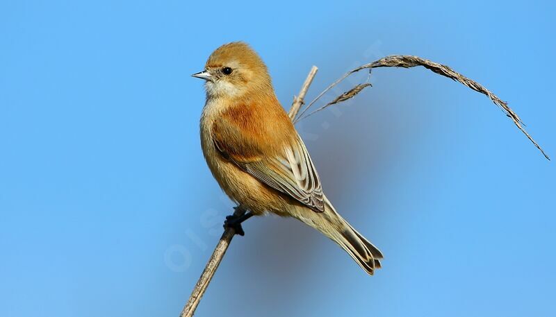 Rémiz penduline