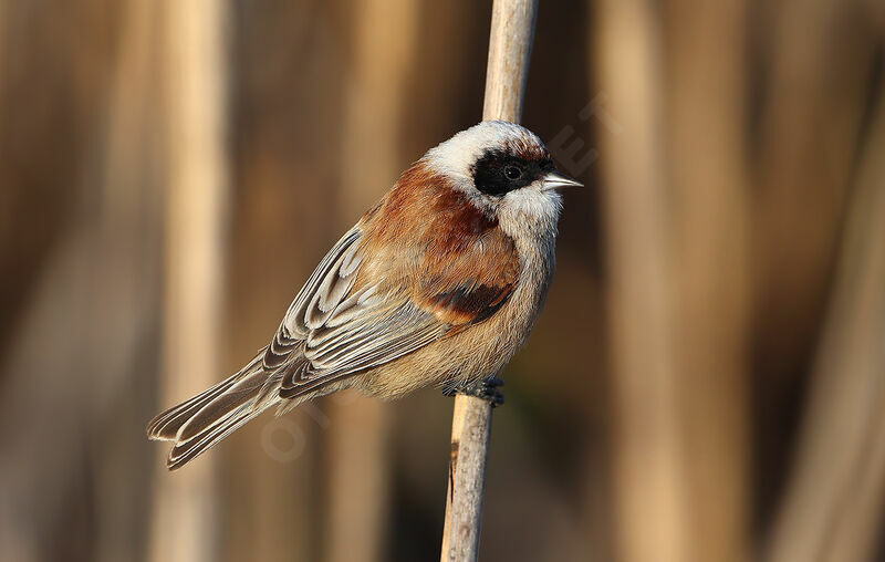 Rémiz penduline mâle adulte, identification