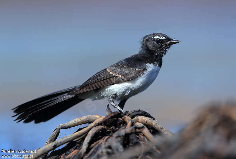 Willie Wagtailimmature, identification