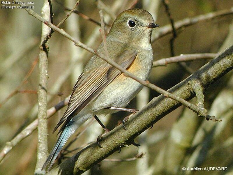 Robin à flancs roux