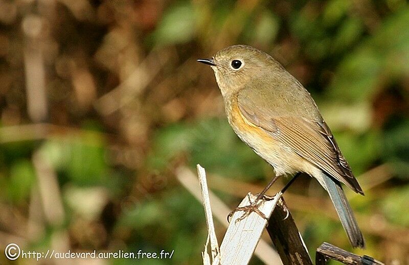 Red-flanked Bluetailjuvenile