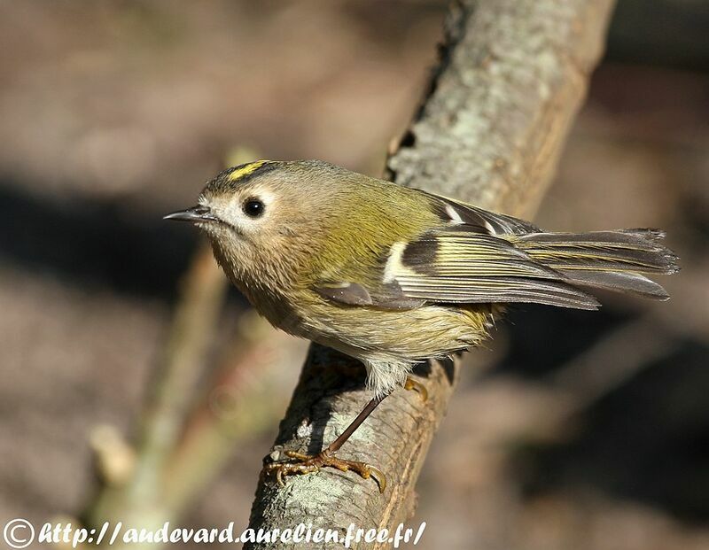 Goldcrestjuvenile, identification