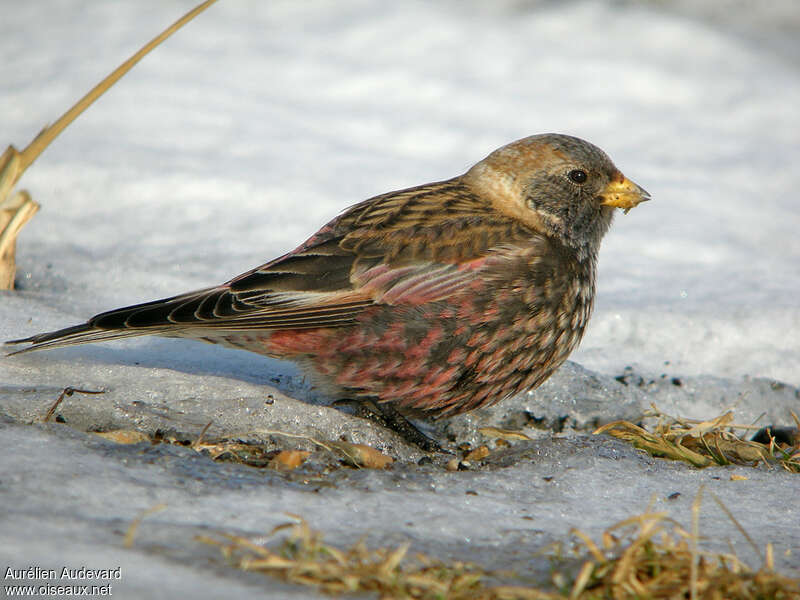 Asian Rosy Finch