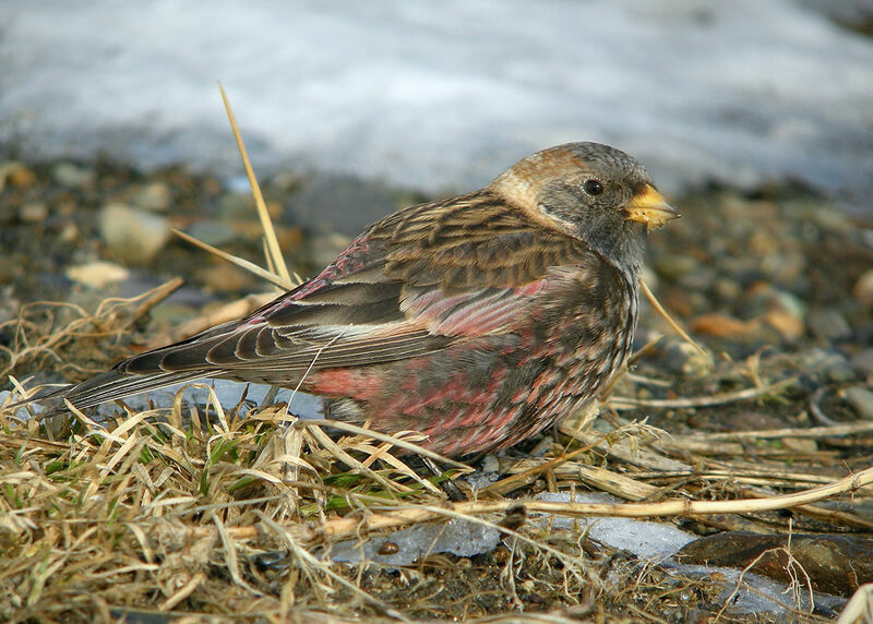 Asian Rosy Finch male adult post breeding, identification