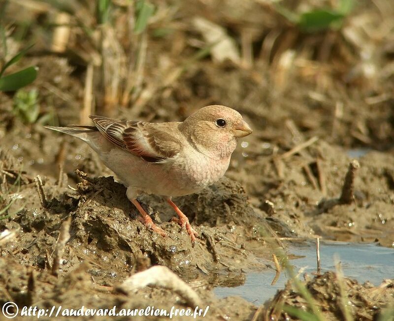 Mongolian Finch