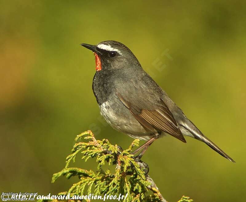 Himalayan Rubythroat, identification