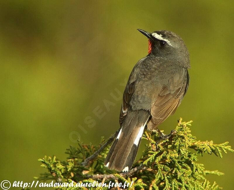 Himalayan Rubythroat