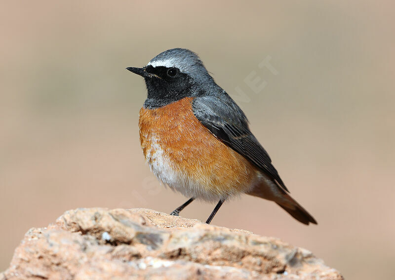 Common Redstart male adult breeding, identification