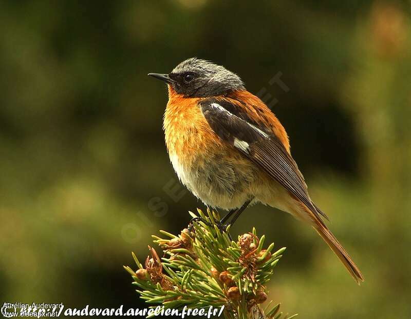 Rougequeue d'Eversmann mâle adulte, identification