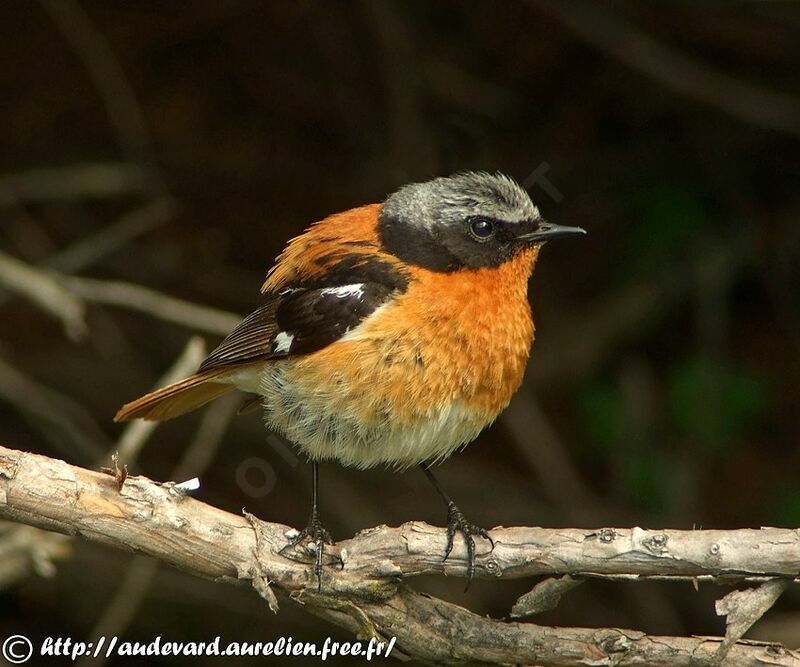 Eversmann's Redstart male adult breeding