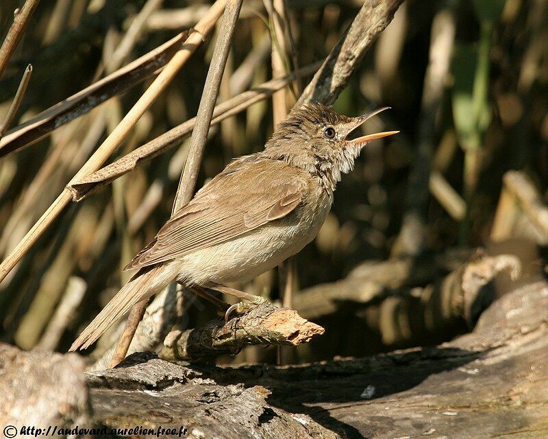 Common Reed Warbler