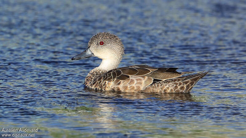 Grey Tealadult, identification