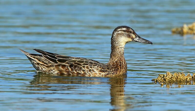 Garganey