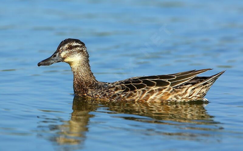 Garganey