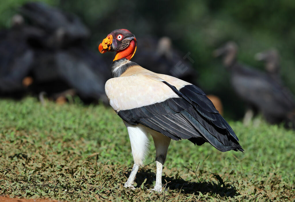 King Vultureadult breeding, identification