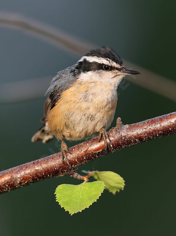 Red-breasted Nuthatch