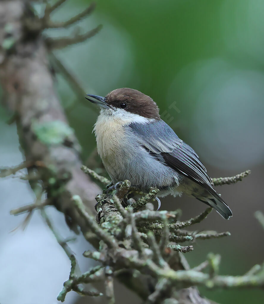Sittelle à tête brune
