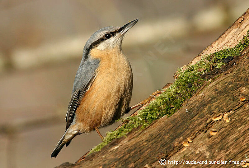 Eurasian Nuthatch