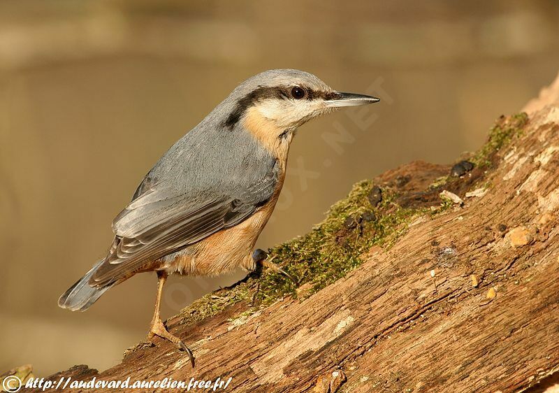 Eurasian Nuthatch