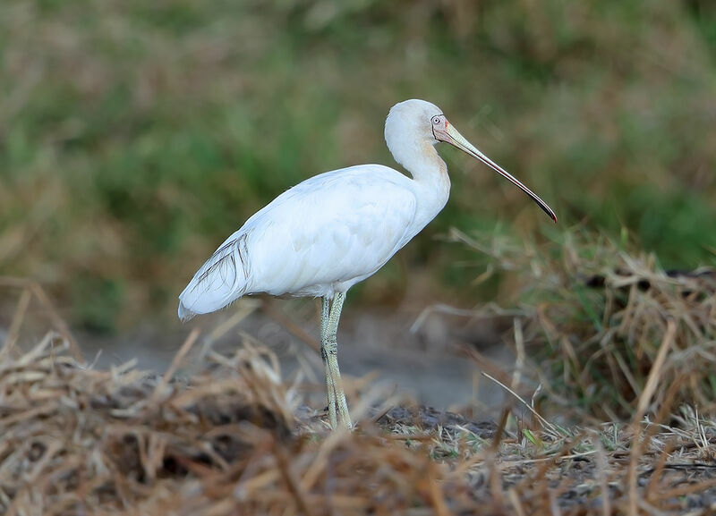 Yellow-billed Spoonbill, identification