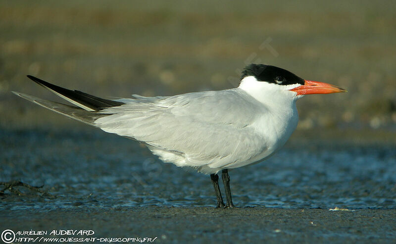 Caspian Ternadult breeding, identification