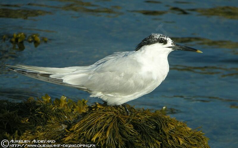 Sandwich Tern