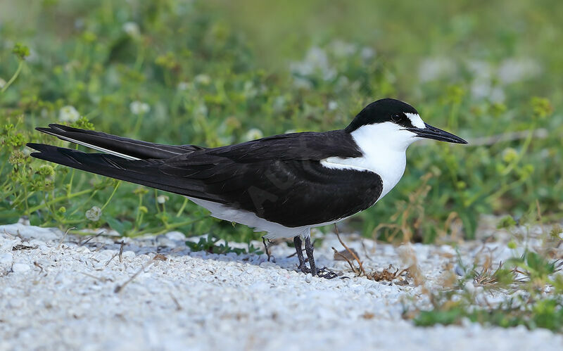 Sooty Ternadult, identification