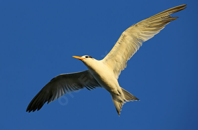 Royal Tern