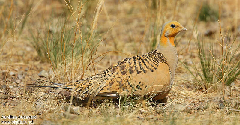 Pallas's Sandgrouse male adult breeding, close-up portrait, Behaviour