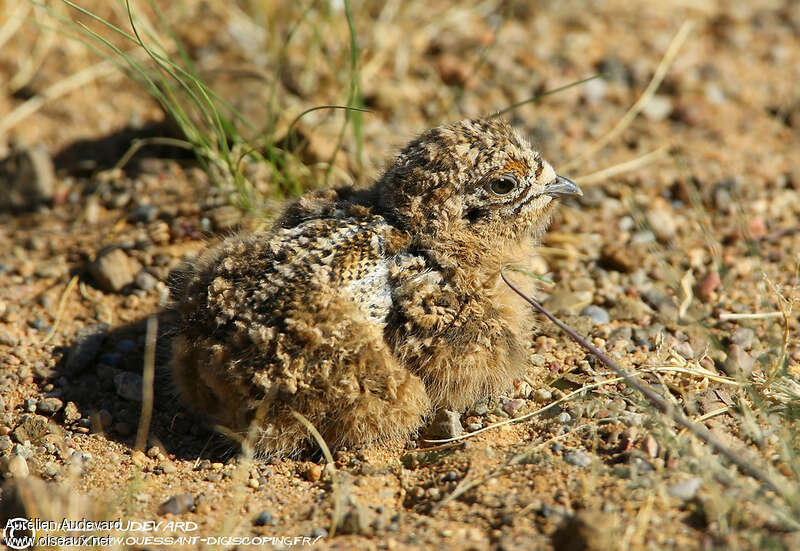 Pallas's SandgrousePoussin, camouflage, pigmentation, Reproduction-nesting