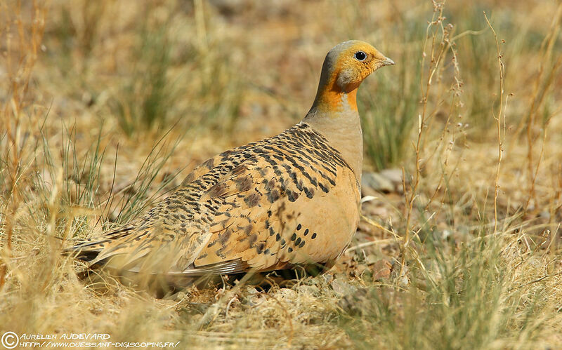 Pallas's Sandgrouse