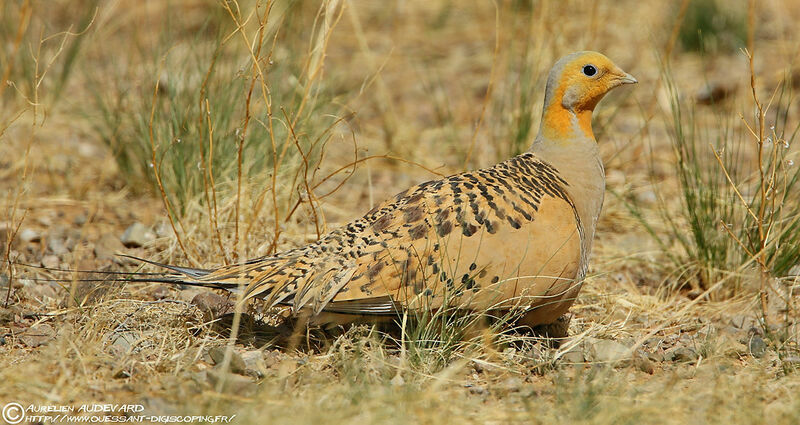 Pallas's Sandgrouse male adult breeding