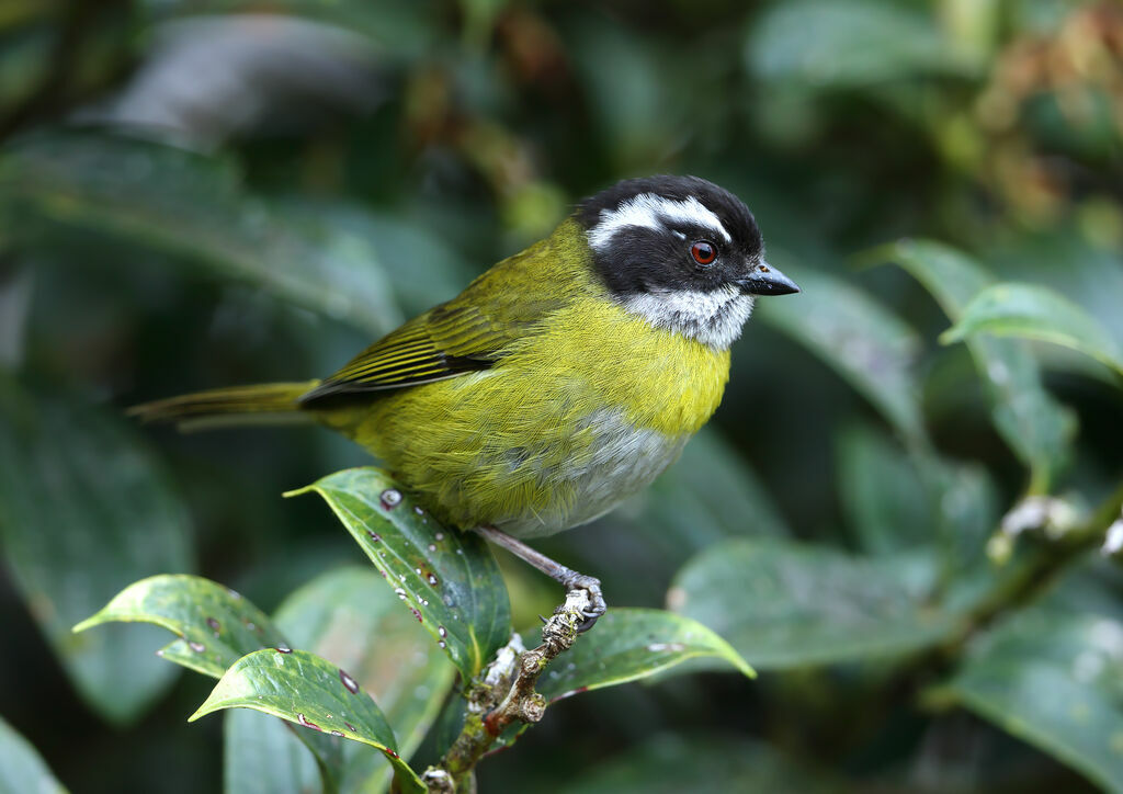 Sooty-capped Chlorospingus (Chlorospin à sourcils brisés)