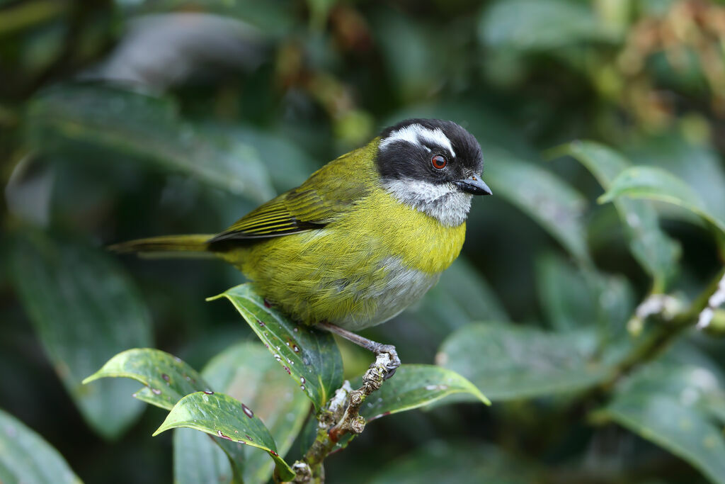 Sooty-capped Chlorospingus