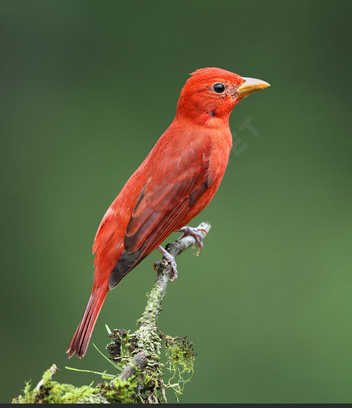 Summer Tanager