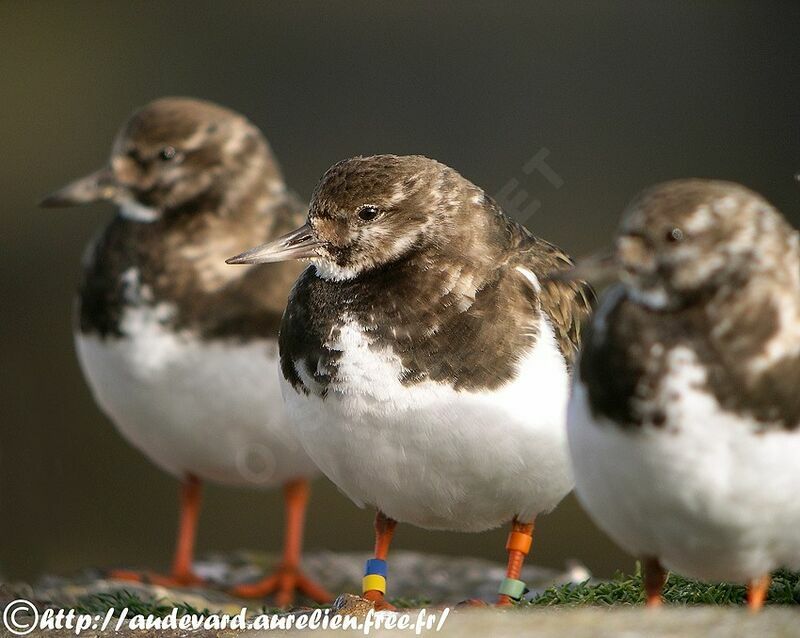 Ruddy Turnstone