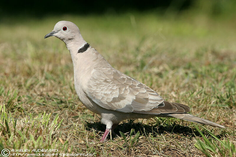 Eurasian Collared Dove