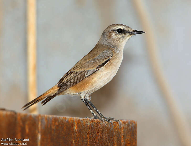 Traquet de Perse, identification